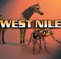 horse-west-nile