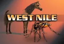 horse-west-nile
