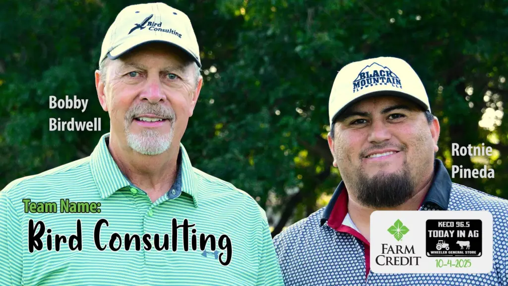 bird-consulting-min