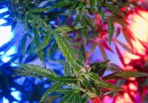 2602231602_blank945555