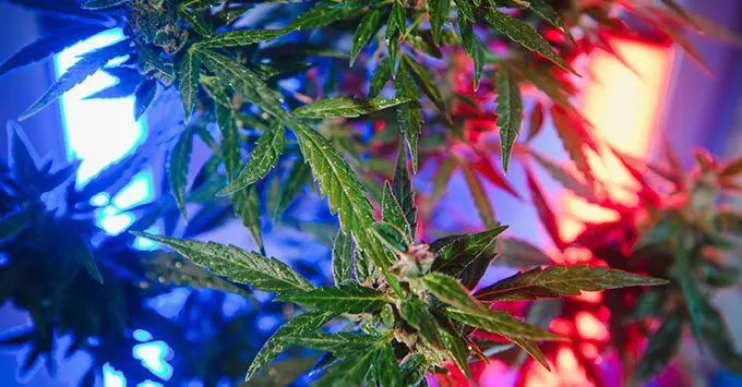 2602231602_blank945555