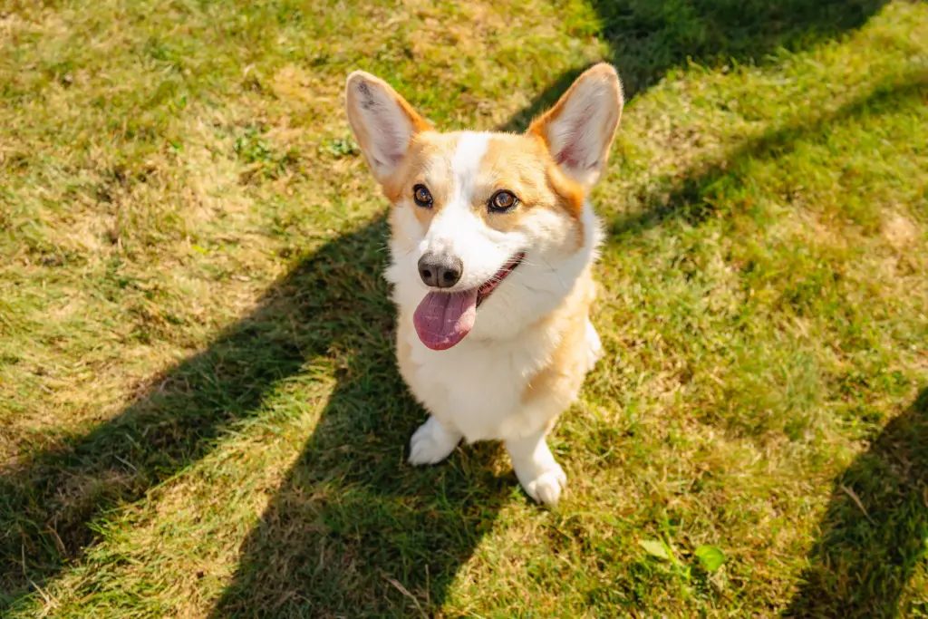 rockintherescue_2025-39