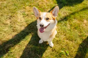 rockintherescue_2025-39