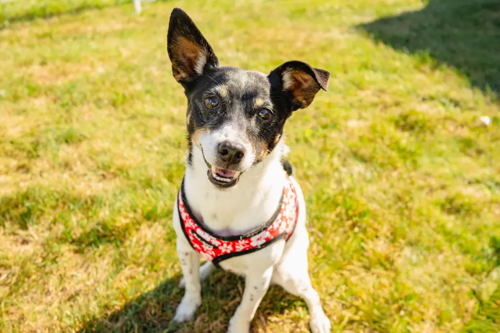 rockintherescue_2025-45