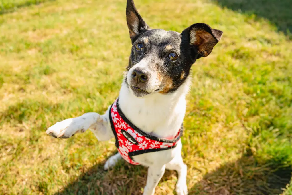 rockintherescue_2025-47