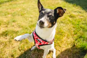 rockintherescue_2025-47