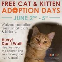 free-cat-adoptions