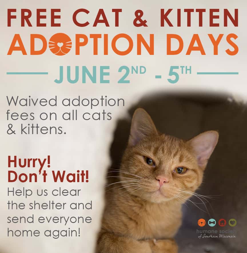 Humane Society of Southern Wisconsin offers free cat adoptions WCLO