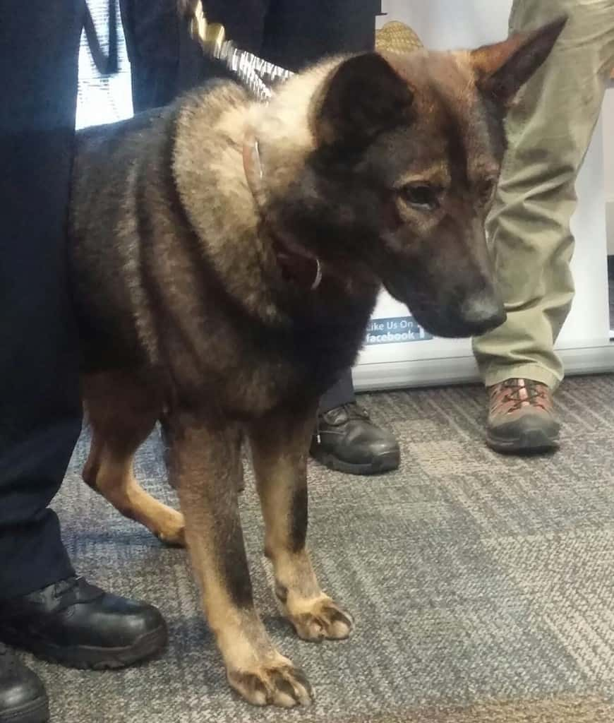 Janesville Police Department welcomes new K-9 officer | WCLO