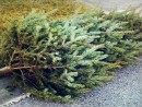 christmas-tree-disposal