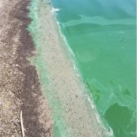 blue-green-algae-shoreline-koshkonong-health-dept