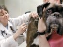 rabies-vaccination-dog