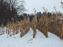 cornfield-in-snow