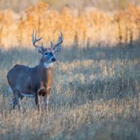 rock-county-deer-advisory-council