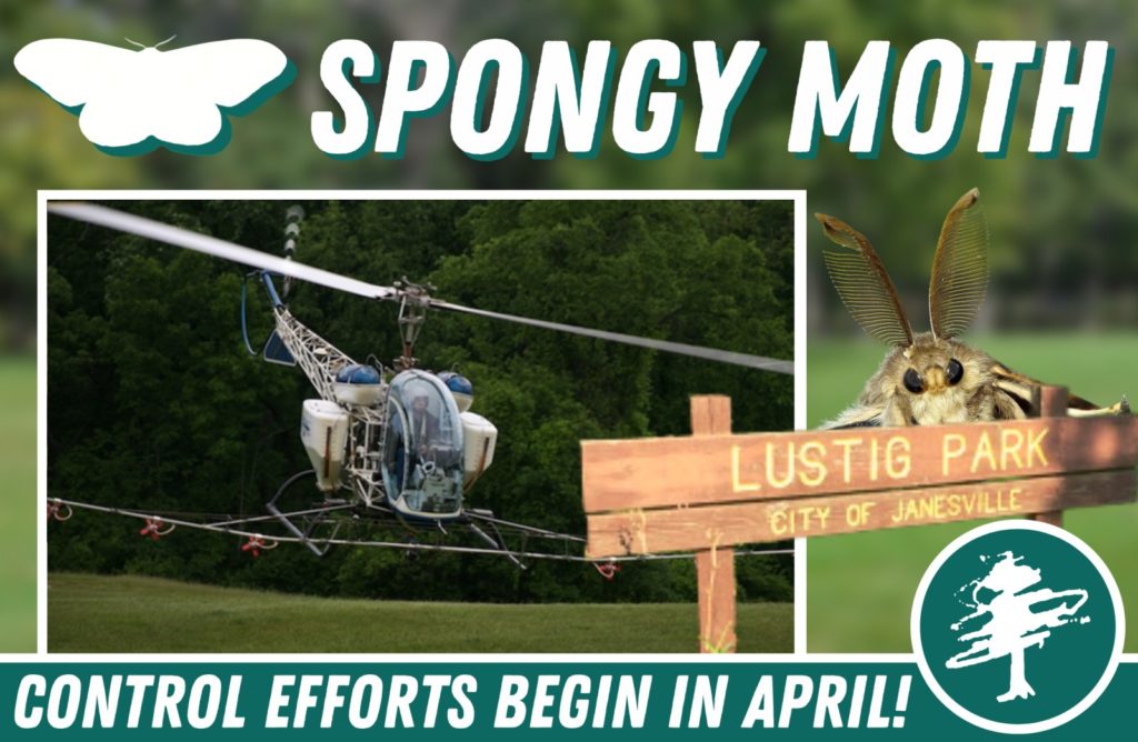 City of Janesville takes action against spongy moth - Vimarsana News