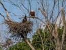 eagle-nest