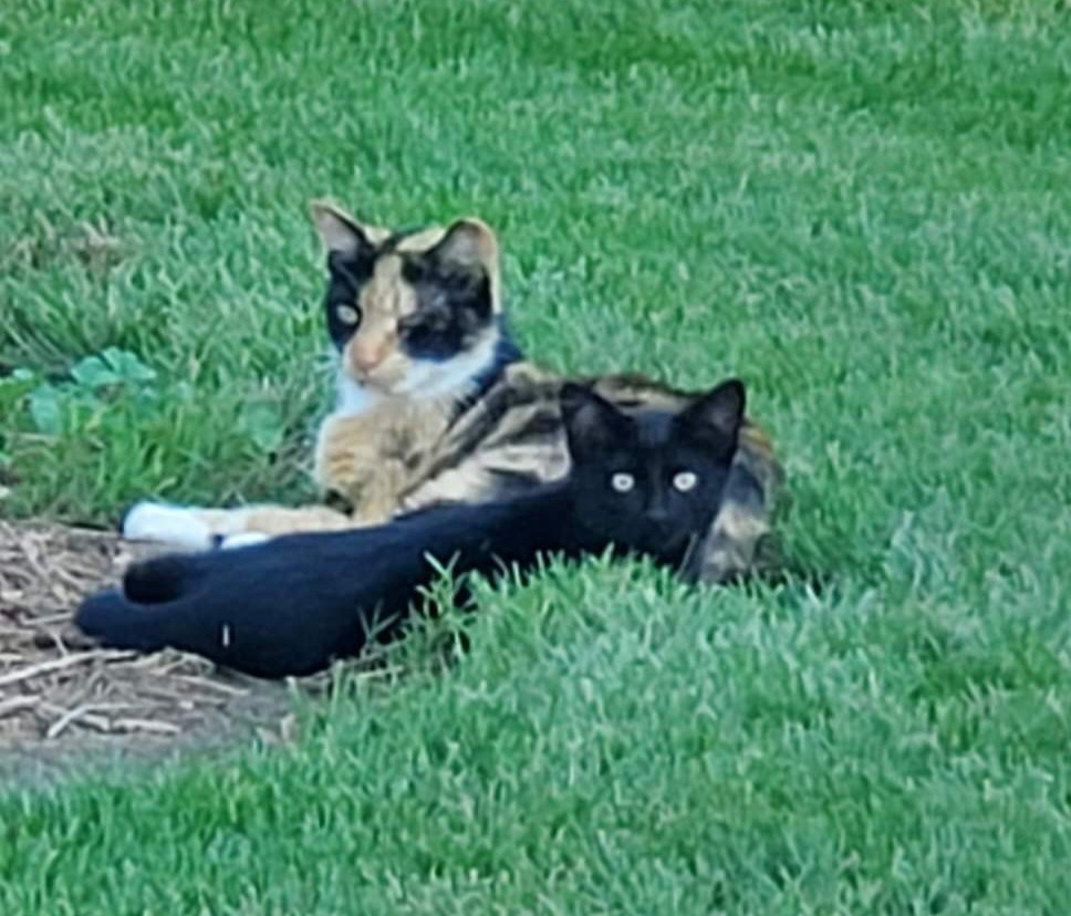 Rock County dealing with outbreak of contagious cat virus WCLO