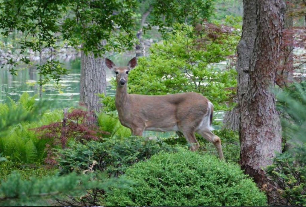Botanical Gardens seeking options for deer problem - Vimarsana News