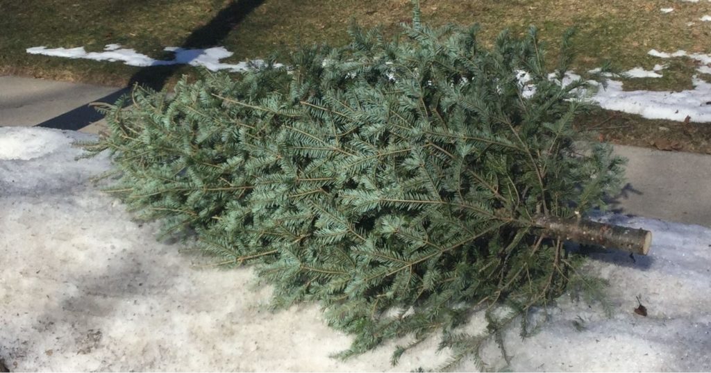 Beloit schedules Christmas tree pickup WCLO