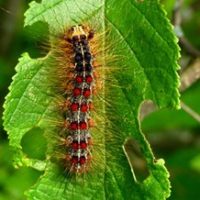 spongy-moth-caterpillar