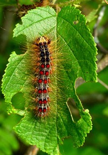 Spongy Moth control efforts to begin at Lustig Park - Vimarsana News