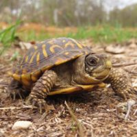 wild-turtle-week_crop