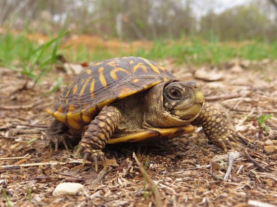 DNR asking for residents help during Wild Turtle Week - Vimarsana News