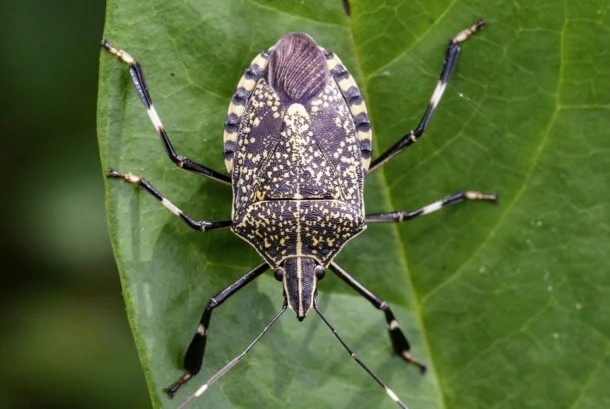 Stink Bugs Invade Southern Wisconsin | WCLO