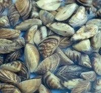 zebra-mussels