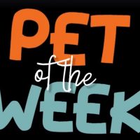 pet-week