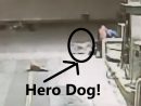 hero-dog-2