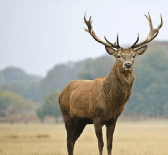 Red Stag Deer Killed illegally on Luke Bryan's property | WJVL