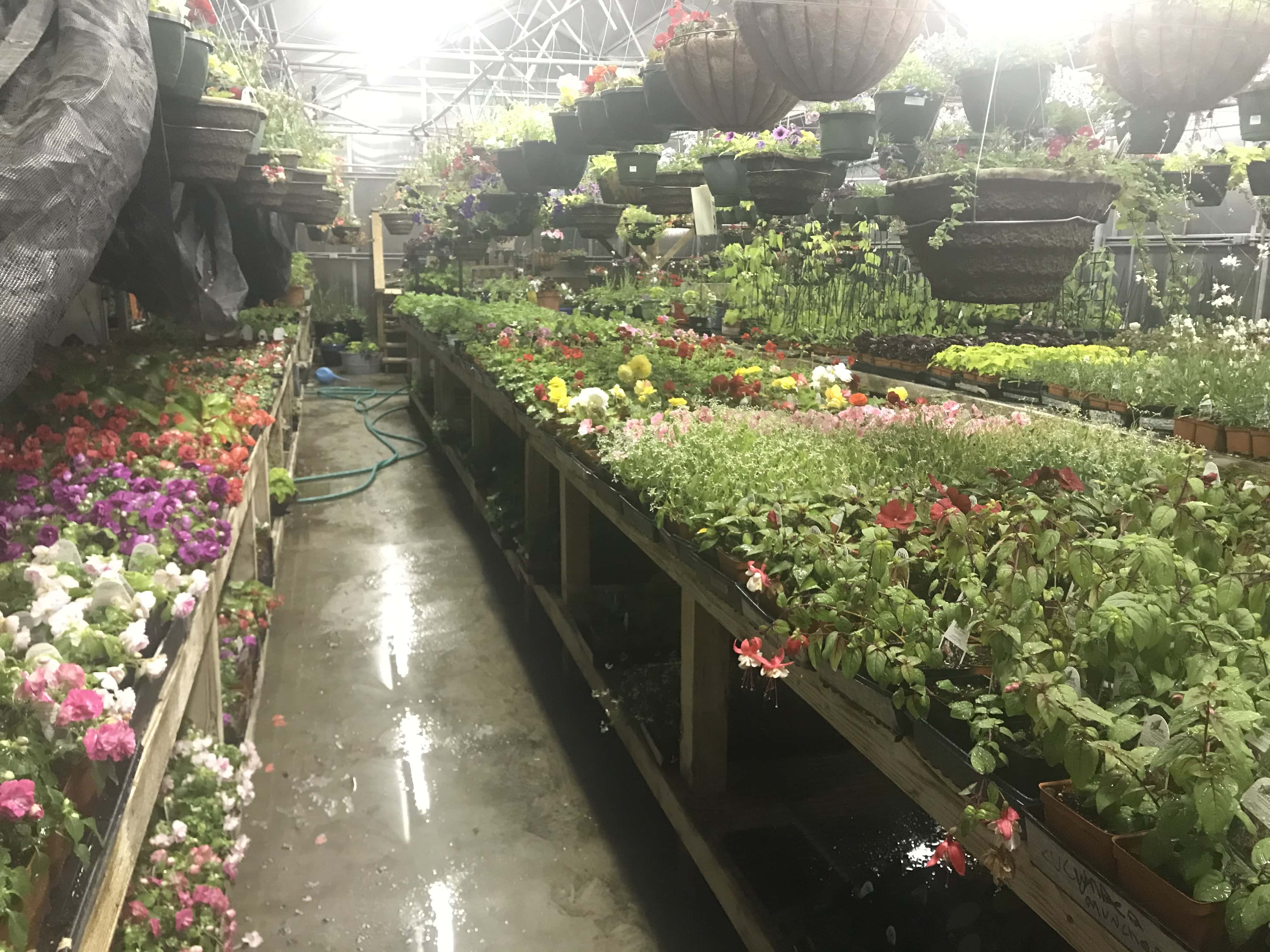 Milton FFA Greenhouse Sale WJVL