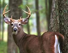 deer-hunt-2