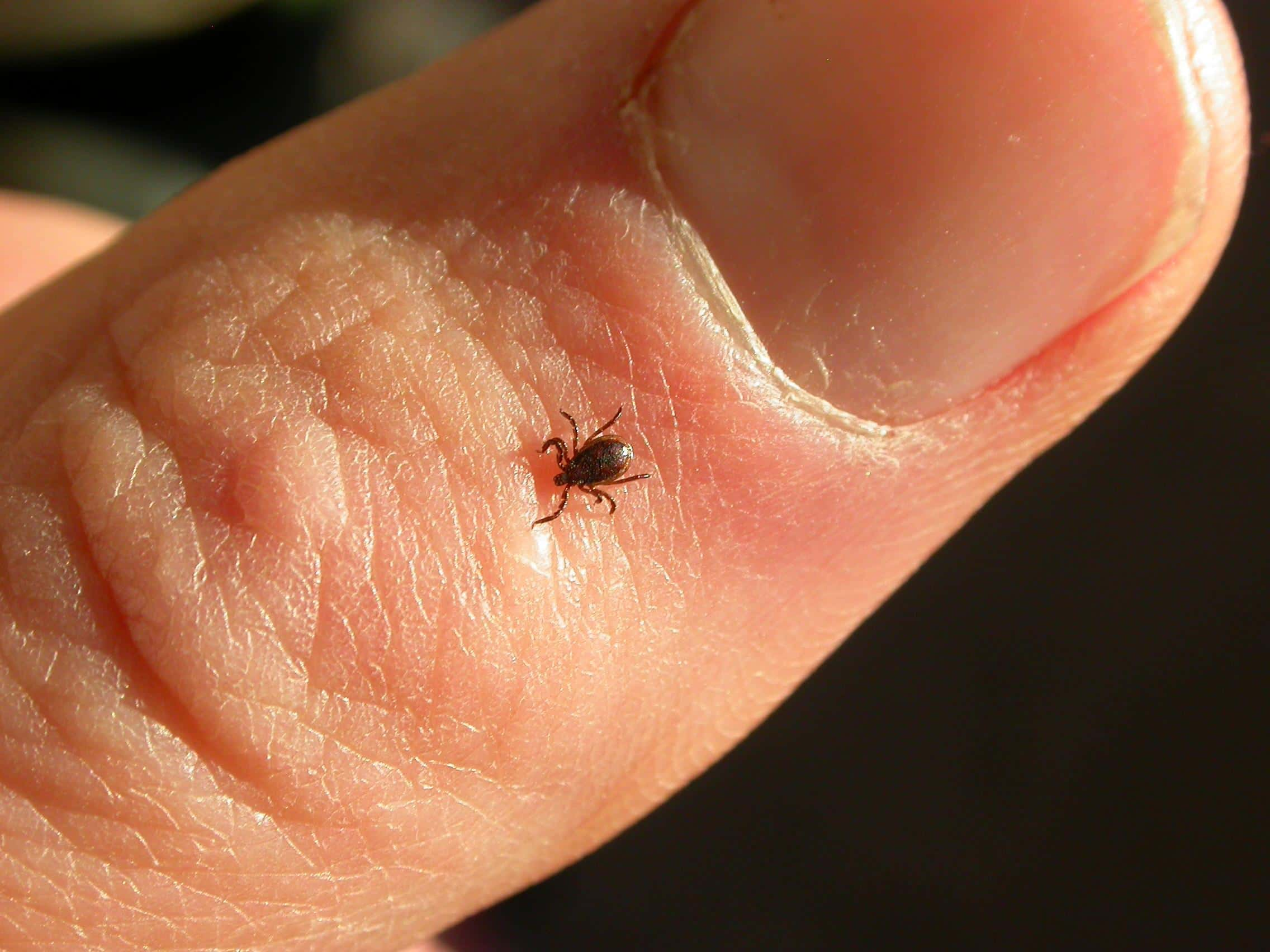 summertime-watch-out-for-ticks-105-3-kfm