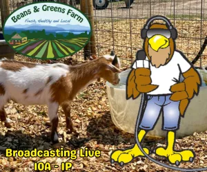 hawk-bg-live-remove-05172025