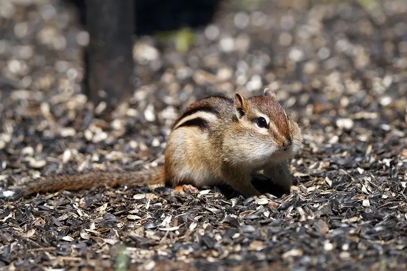 Nature Station: Prepping For Winter