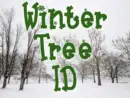 winter-tree-id