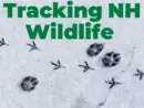 tracking-nh-wildlife