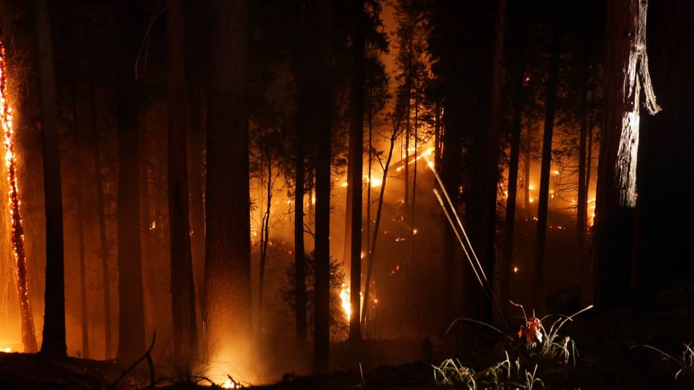 California Gov. Newsom declares state of emergency as Oak Fire wildfire grows near Yosemite National Park, forcing evacuations - Vimarsana News