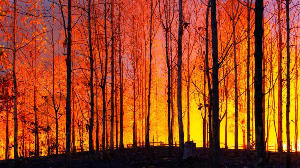 McKinney Fire continues to spread through Northern California affecting over 51,000 acres - Vimarsana News