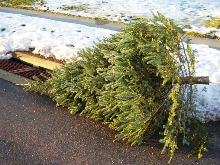 Christmas-Tree-at-Curb