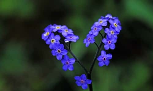 Alzheimer’s Support Group