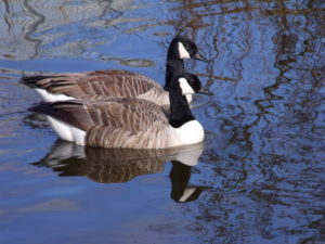 Galesburg Council discussing controlling the goose population Monday - Vimarsana News