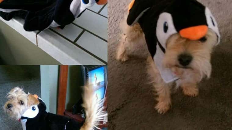 1476982564Brooklyn-Penguin.jpg