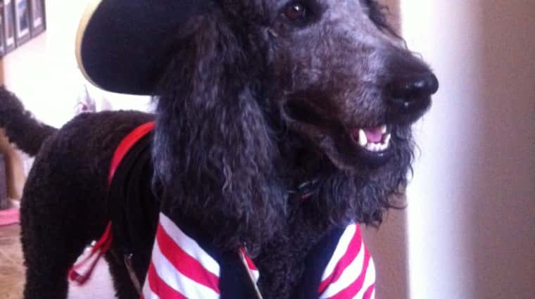 1477520707Maximus-the-Pirate-e1477933824801.jpg