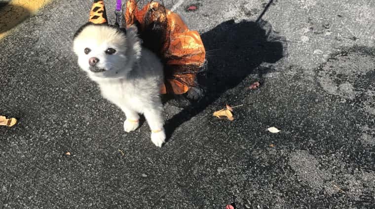 1477958925image-e1477960951808.jpeg