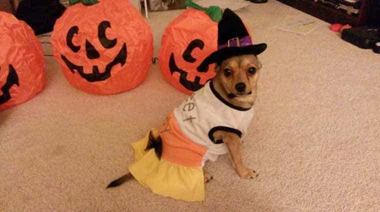1509419586lunawitchdog.jpg