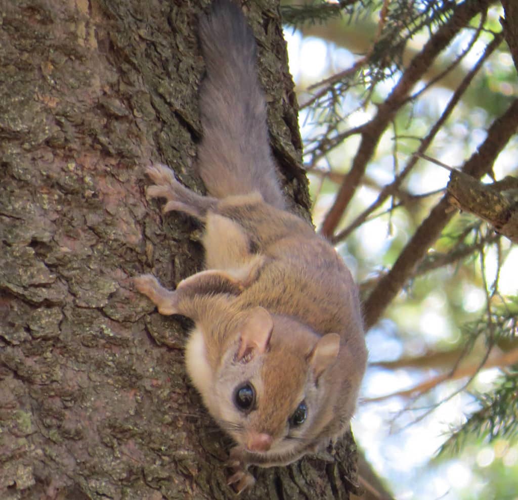 Northern Flying Squirrel (eMammal Virginia Camera Trap Field Guide