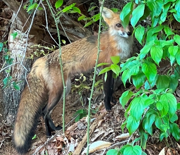 fox-3